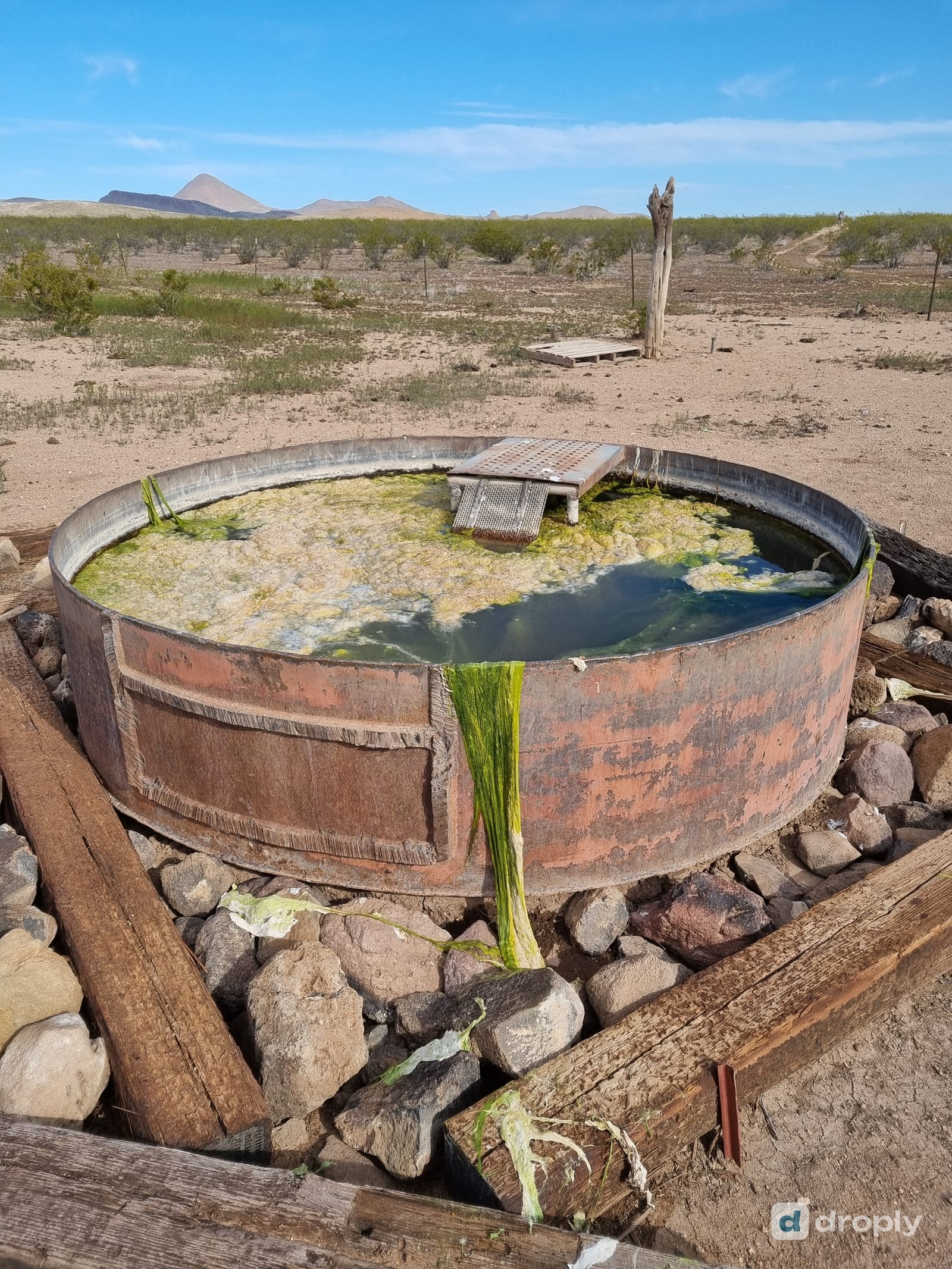 A rusty cattle tank in the New Mexico desert covered in thick green and yellow algae, with dry mountains in the background