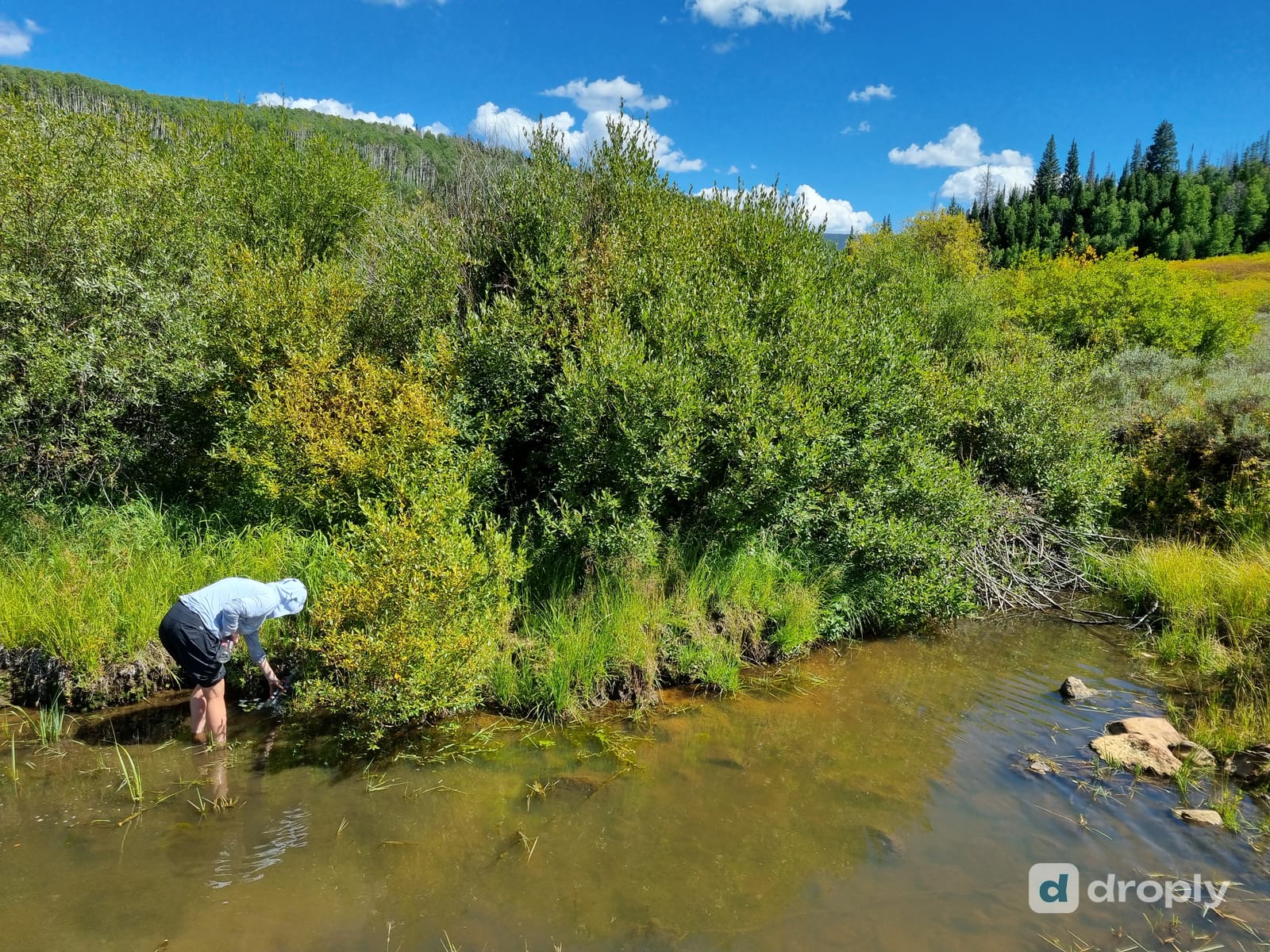 Hiker collecting water from the fastest-flowing part of a mountain creek, surrounded by green willows — moving water is one of the safer sources on trail