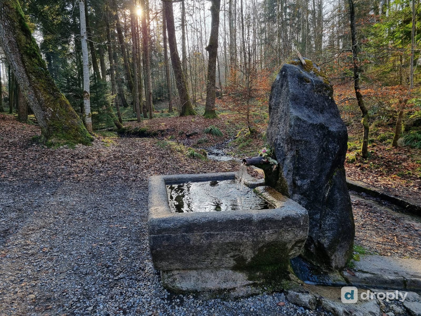 The Glasbrunnen in the Bremgartenwald near Bern: a stone trough fed by a wooden spout from a forest spring