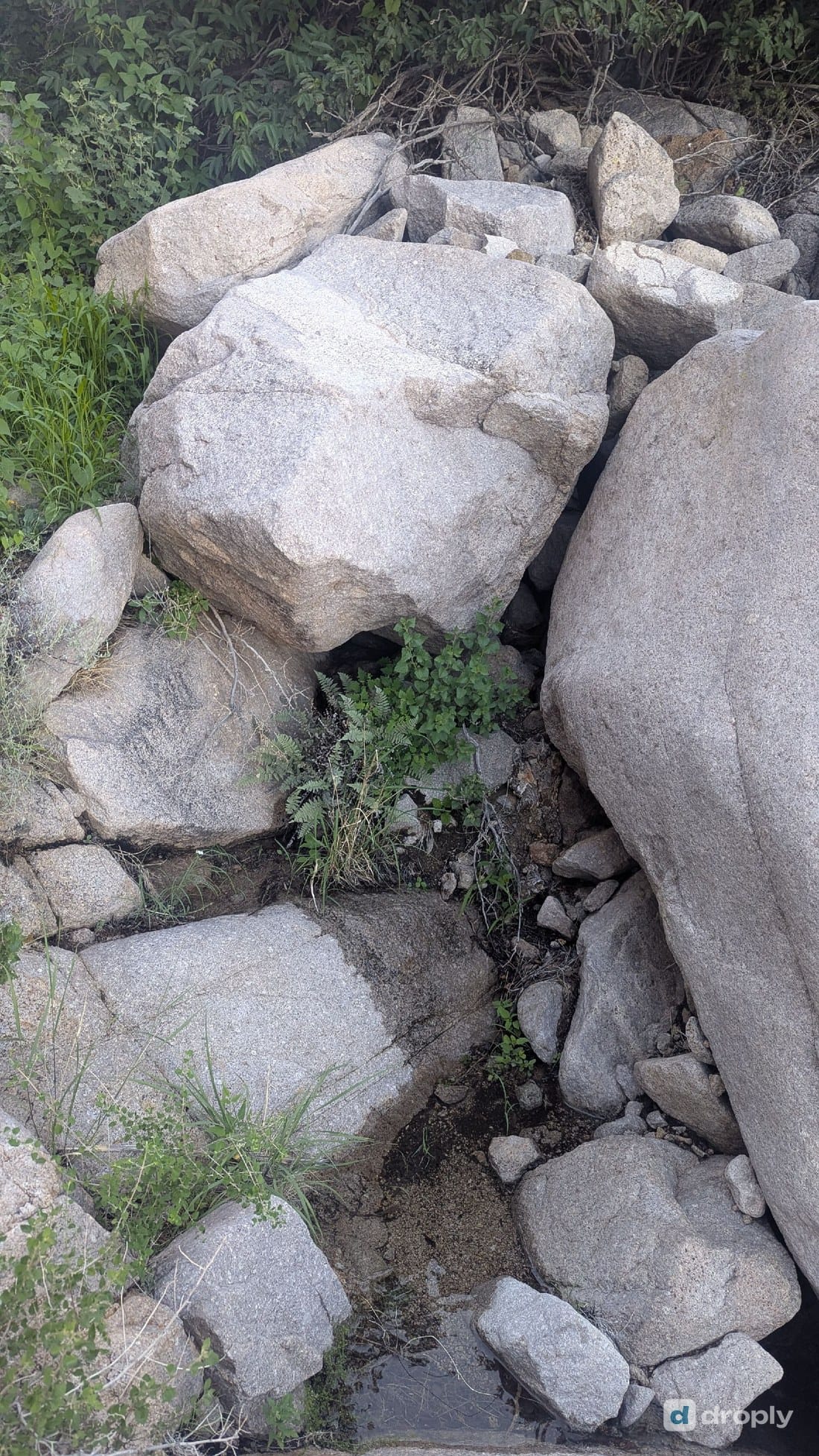 Spring seeping out between large granite boulders in the Organ Mountains, New Mexico, visible as damp ground and green vegetation