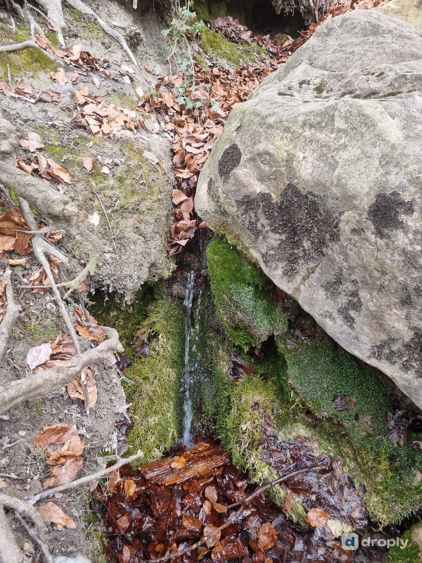 A natural spring running over mossy rock in a forest near Bern