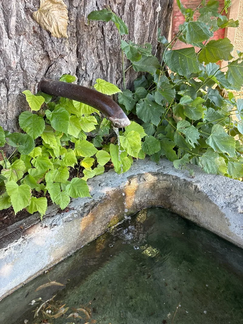 A dark iron pipe comes straight out of a tree trunk, half swallowed by grapevine, dripping into an old stone trough…